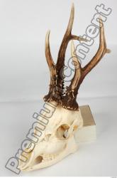 Skull Deer